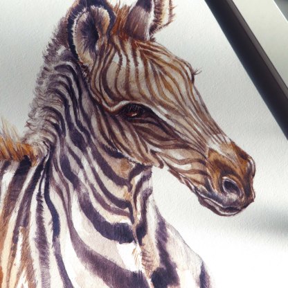 Zebra illustration print by illustratorlaura